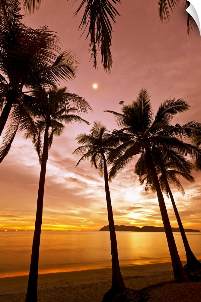 The silhouetted of palm trees on a beach arch into the sky at sunset reaching towards the moon which is obscured by clouds...