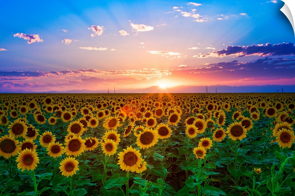 The sun goes down over a field of flowers in this landscape photograph wall art for the home or office.