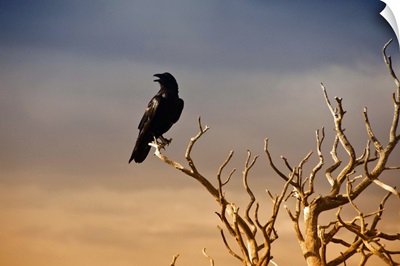 Sunset of a raven perched on a barren tree branch in the Grand Canyon.
