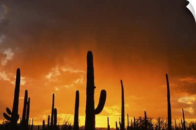 Sunset over giant saguaros, Saguaro National Monument, Arizona