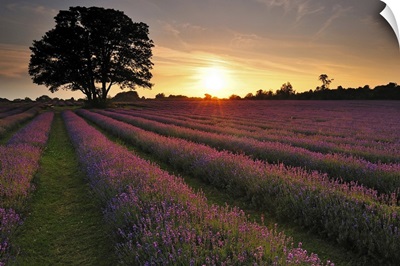 Sunset over lavender field.