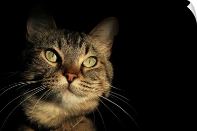 Tabby Cat Face against Black Background