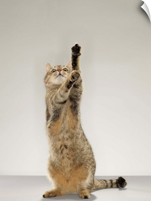 Tabby cat standing on hind legs with stretching out paw