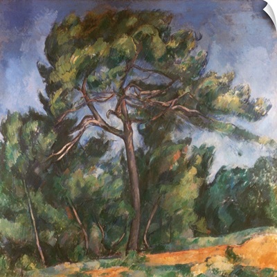 Tall Pine By Paul Cezanne