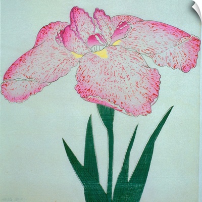 Tanka No-Koe Book Illustration Of A Pink Iris