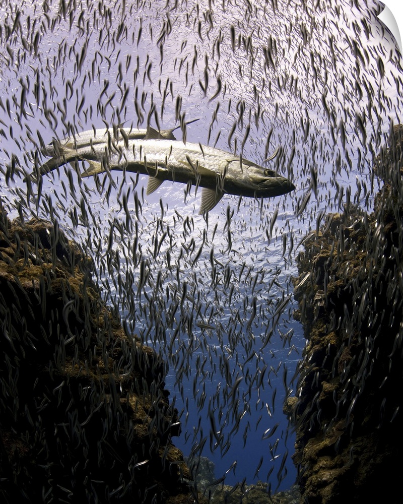 Tarpons in paradise of small fish underwater.