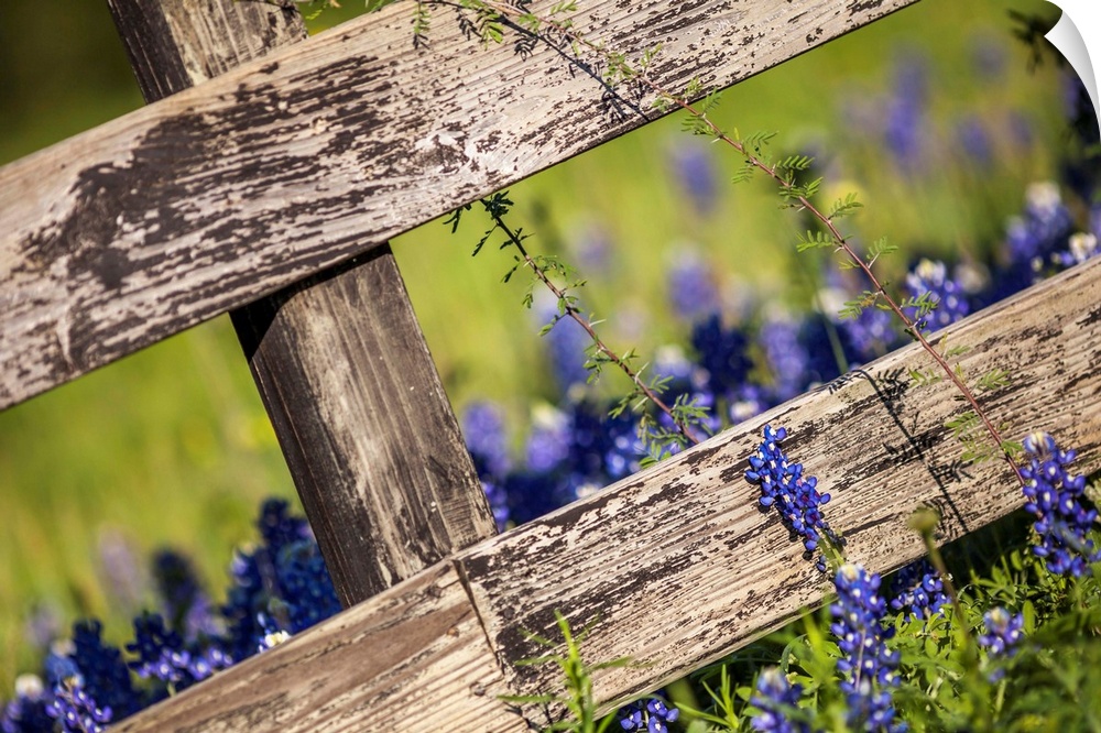 Bluebonnets grow around a country fence in Texas, USA.