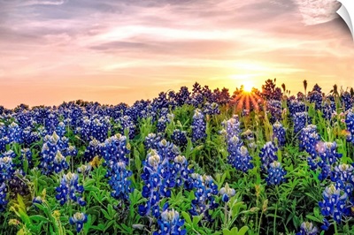 Texas Bluebonnets At Sunset