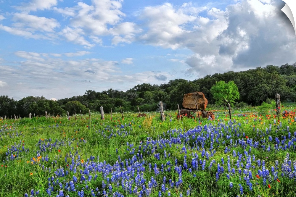 View of Texas wildflowers in Burnet, Texas.