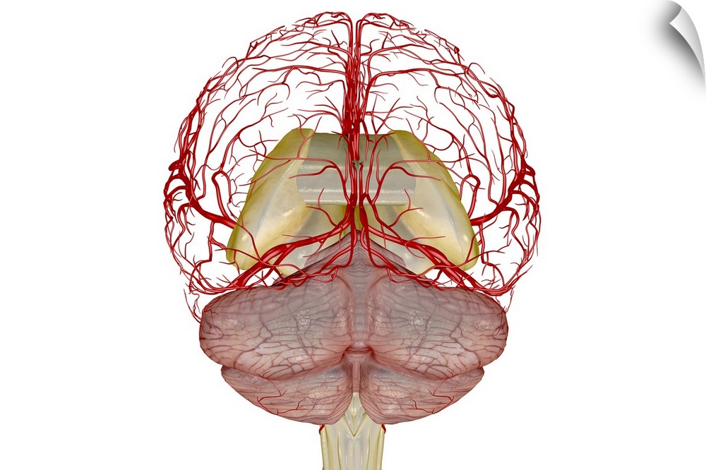 The arteries of the brain