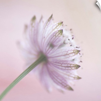 The back view of a  soft pink 'Astrantia major' flower.