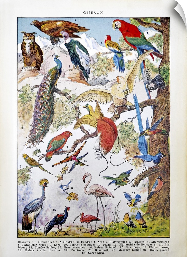 Old illustration about birds by Adolphe Philippe Millot printed in the french dictionary "Dictionnaire Complet et Illustra...