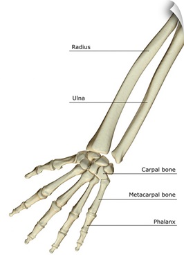 The bones of the forearm