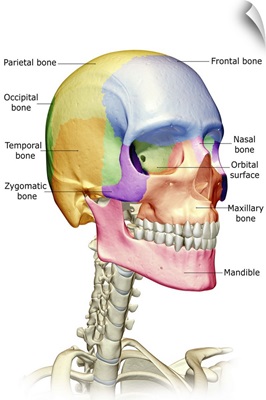 The bones of the head, neck and face