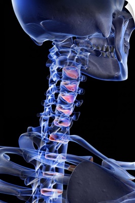 The bones of the neck