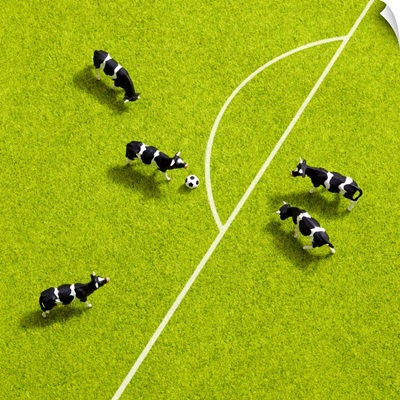 The cows playing soccer