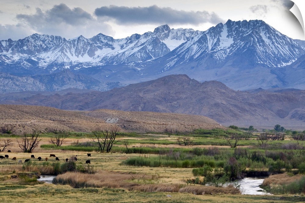 The Eastern Sierra Nevada mountains rise above the Owens River just outside of Bishop, CA.