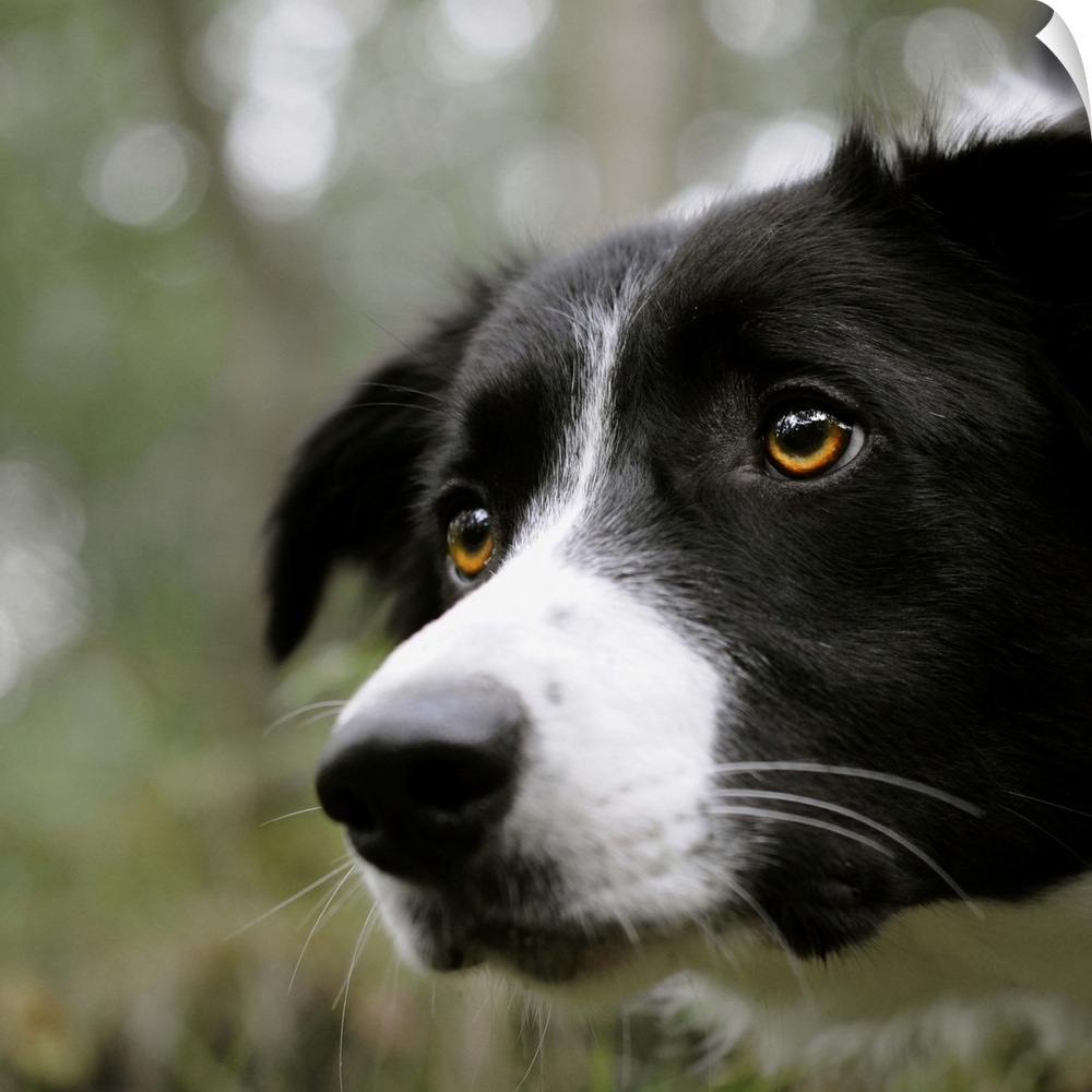Border Collie dog with beautiful clear eyes showing intense concentration, face filling frame with soft natural background.