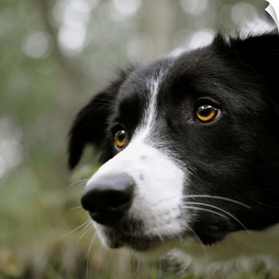 The endless concentration of a Border Collie