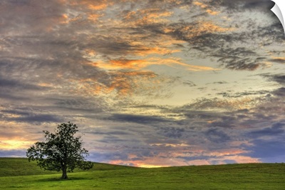 The lone field tree in a rural field during a beautiful summer sunset