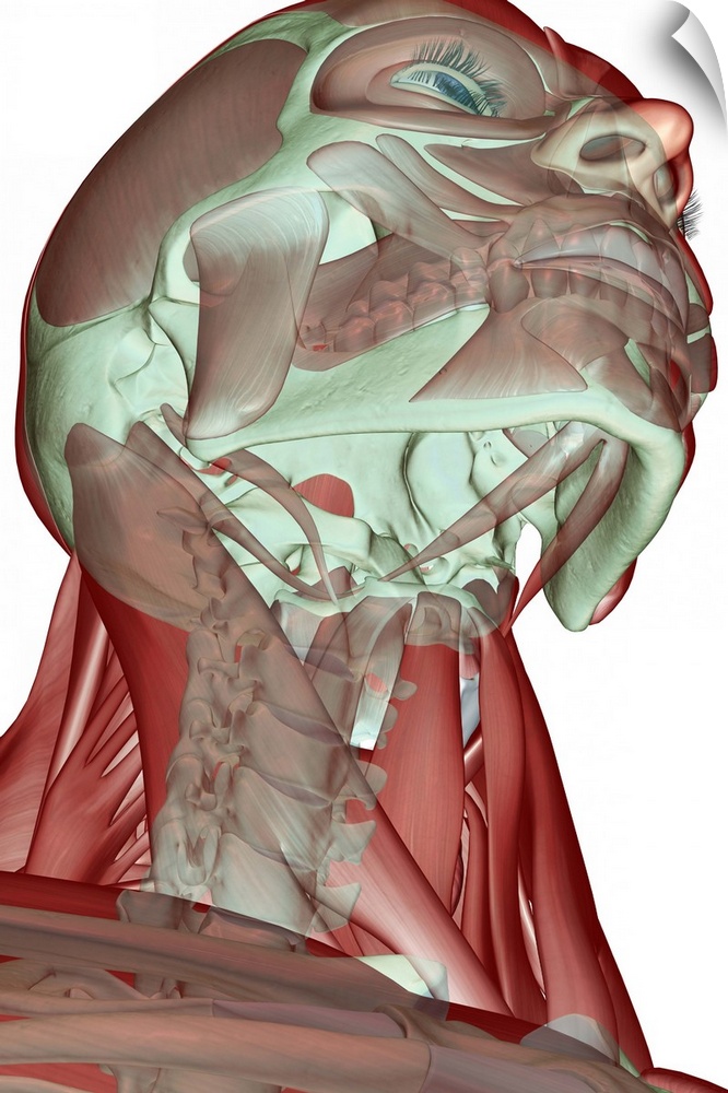 The musculoskeleton of the head and neck