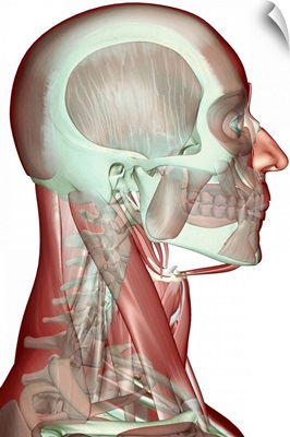 The musculoskeleton of the head, neck and face