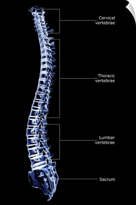 The vertebral column
