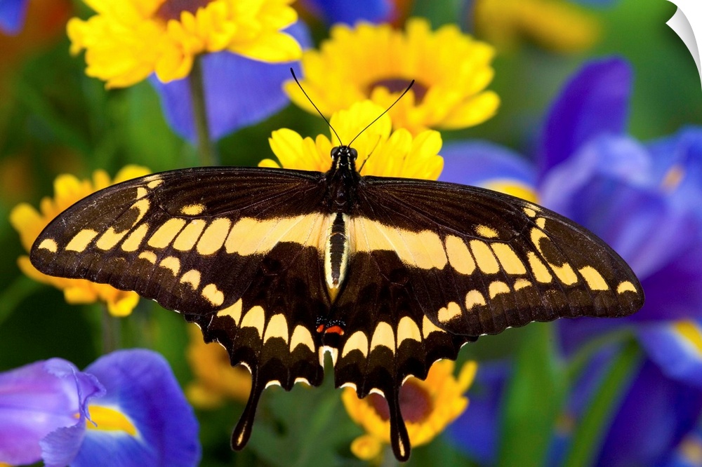 This rare butterfly is native to Central and South America and is often mistaken for the Giant Swallowtail.