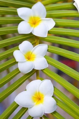 Three fragipani flowers on palm leaf.