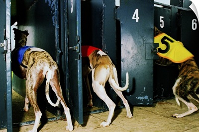 Three Greyhounds entering traps