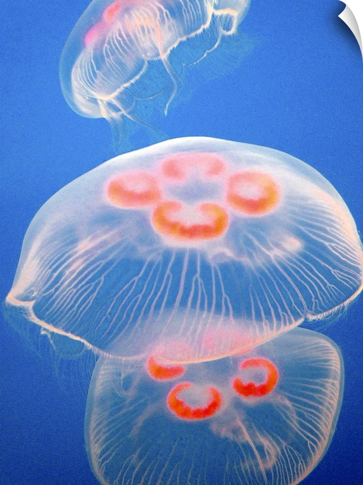 Three jellyfish aquarium blue ocean sea water jellies orange swimming floating jelly fish