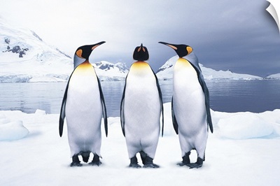 Three King Penguins