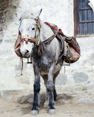 Tibetan Horse
