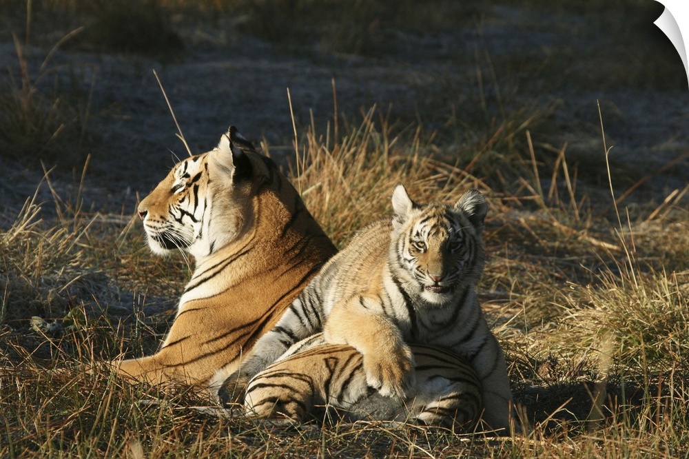 Tigers (Panthera tigris) cub lying on his mothers back. Tiger Canyon Philippolis, Free State Province, South Africa