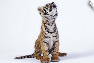 Tiger cub, South Africa