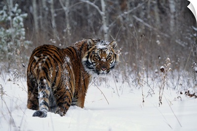 Tiger standing in deep snow