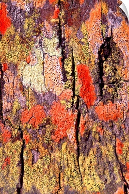 Tree bark with colorful lichen