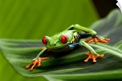 Tree Frog In Costa Rica