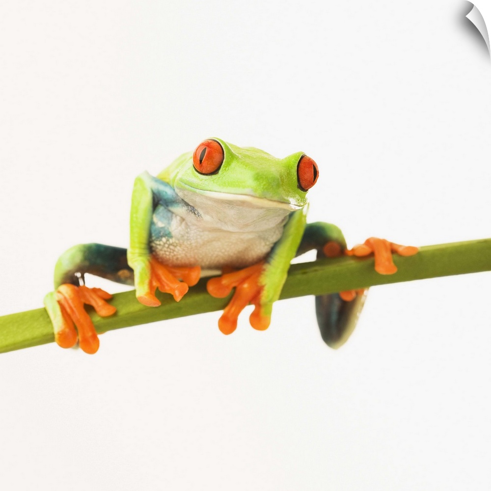 Tree frog on stem