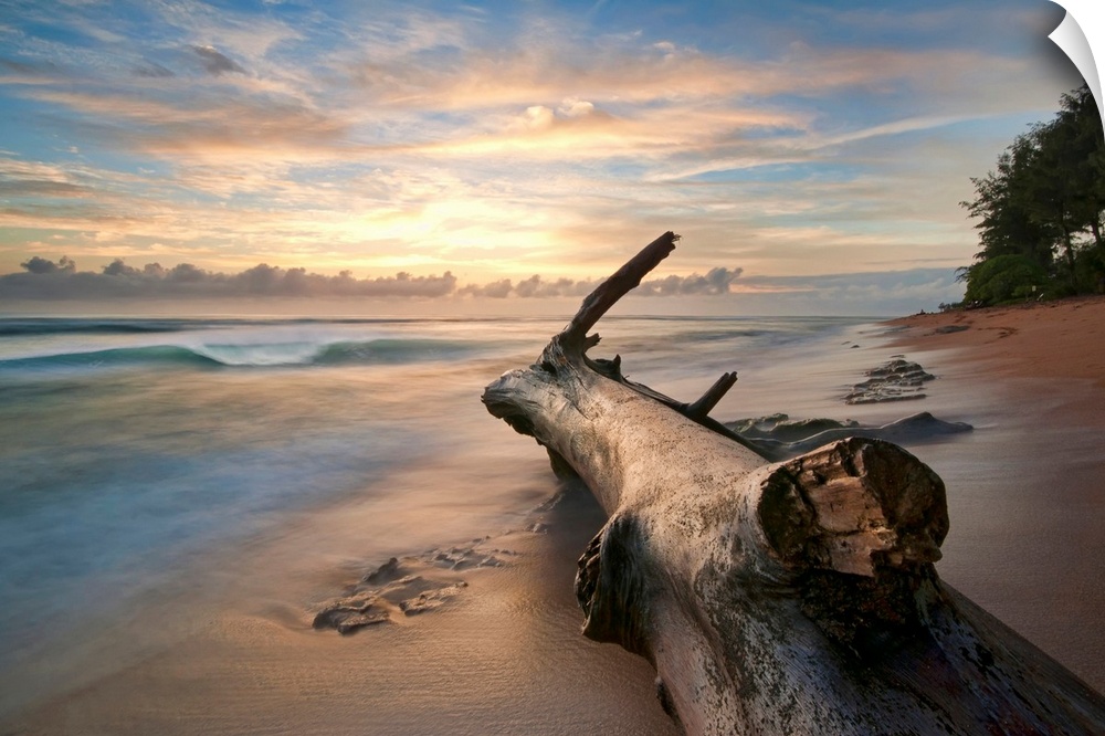 Tree log on beach at sunrise in Kauai.