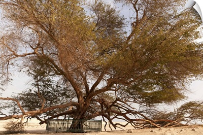 Tree of Life, 400-year-old mesquite tree, near Jebel Dukhan.
