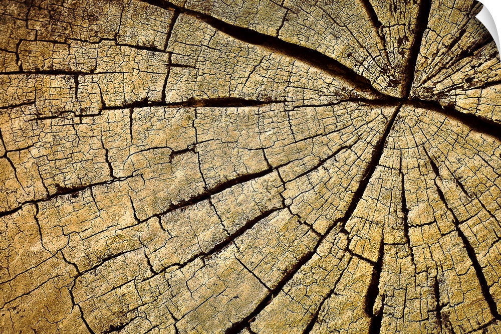 Up-close photograph of rings and cracks in wood.