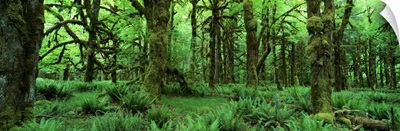 Tree Trunks and Ferns on Forest Floor, Washington State, USA