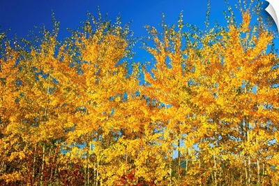Trees In Autumn Colors