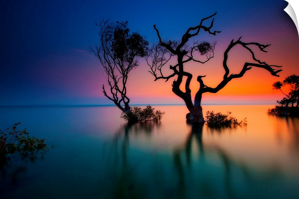 Silhouette of two crooked, twisted trees submerged in water, as the sunlight glows from the edge of the ocean in Queenslan...