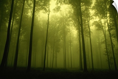 Trees in fog, low angle view