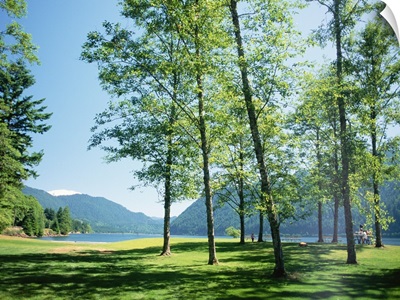 Trees, Seattle, Washington State.