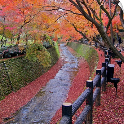 Trees with autumn colors along bending river in Kyoto with red leaves