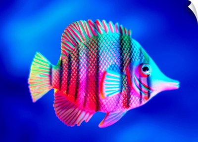 Tropical Fish Close-Up