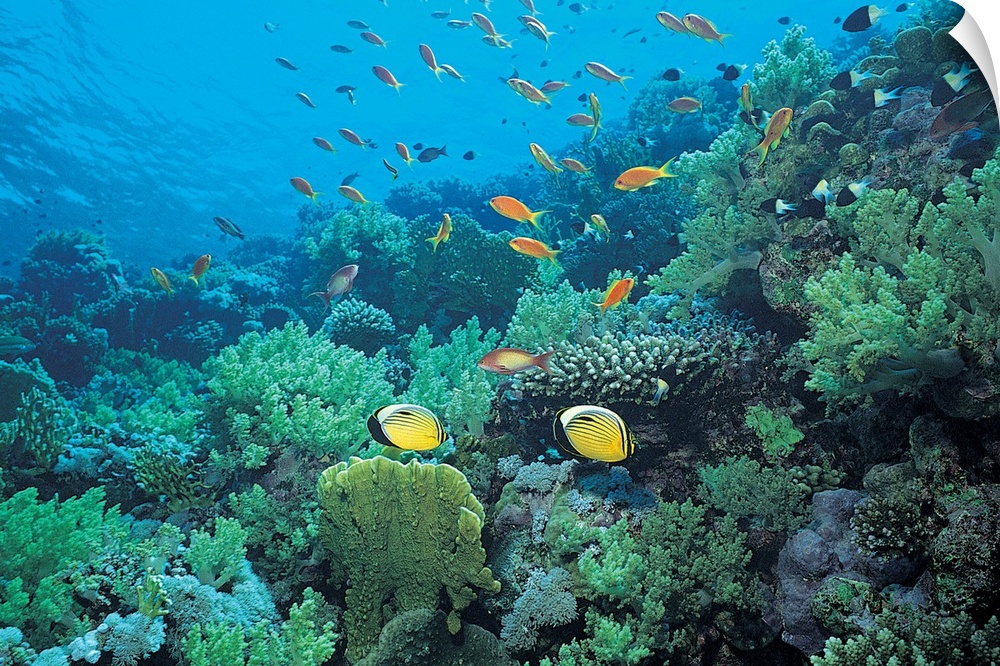 Photograph of underwater sea life with brightly colored fish swimming over coral.